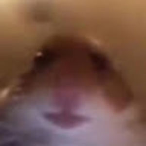 Meet your Posher, Young